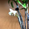 Dendrobium moniliforme kibonasekkoky keitsu